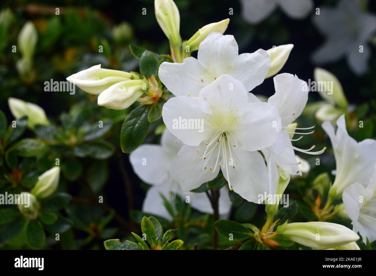White Rhododendron `Snow Hill` (Azalea) Flowers grown at RHS Garden Rosemoor, Torrington, Devon, England, UK. Stock Photo